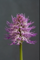 Orchis italica